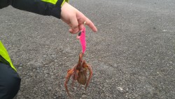 アオリイカゲットならず